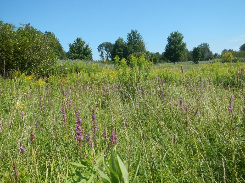 Nouveau répertoire des milieux naturels de la MRC de Pierre-De Saurel disponible en ligne