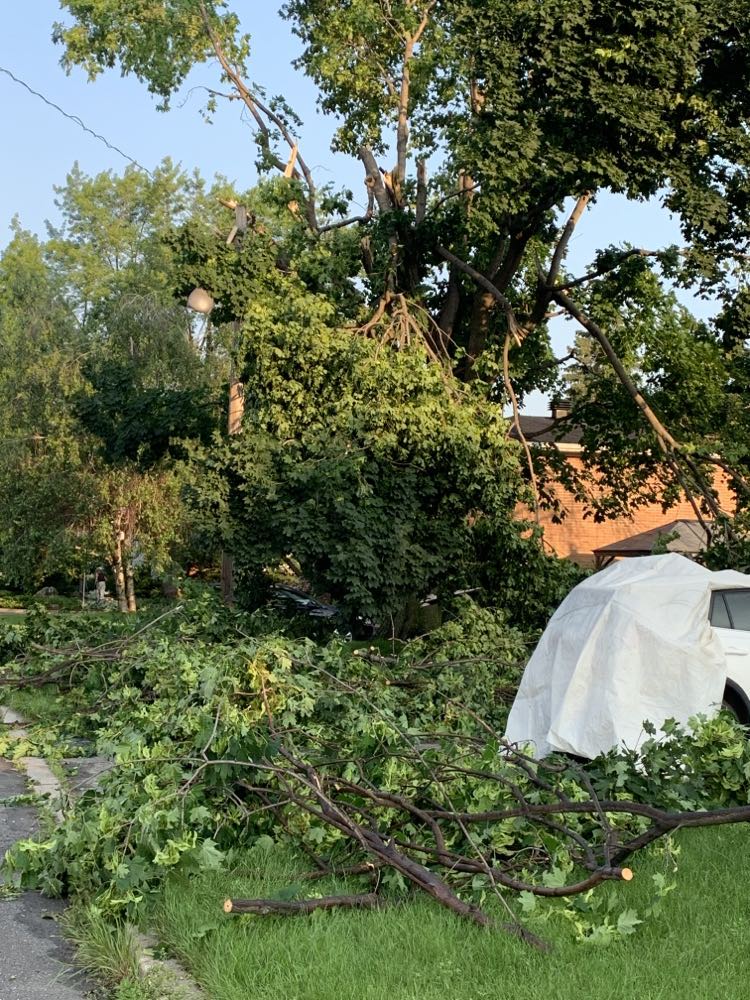 MISE À JOUR — GESTION DES ARBRES ET DES BRANCHES